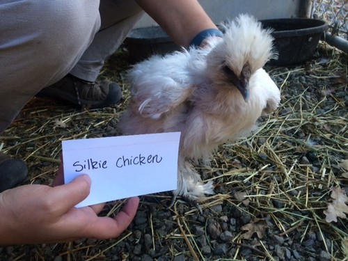 Silky chick